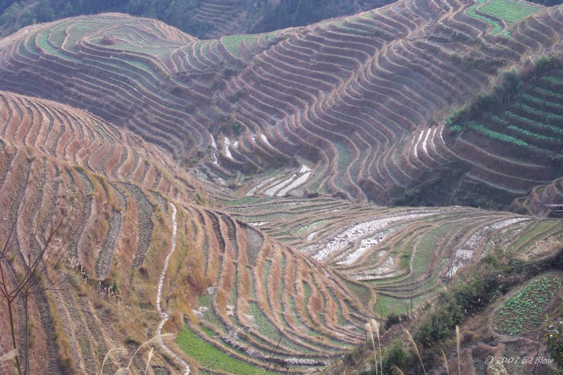 Rice.jpg - Dazhai (The Dragon's Backbone)