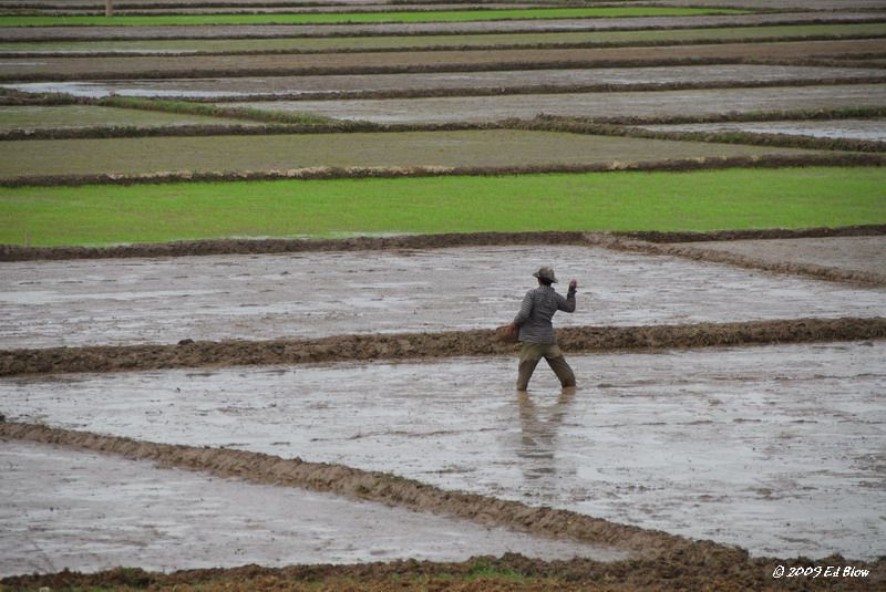 The Sower