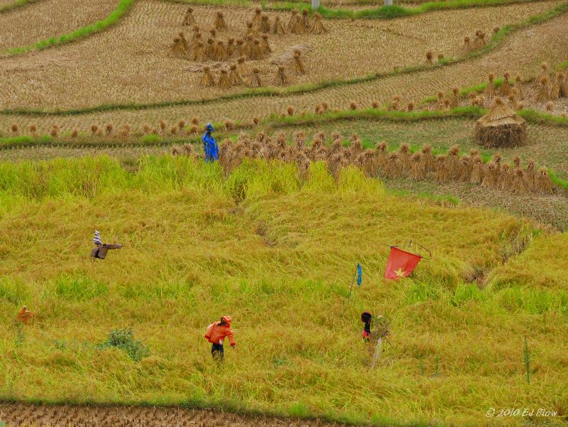 Scarecrow Fields