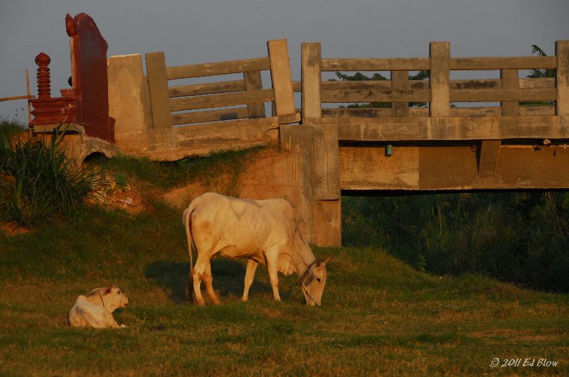 Sundown Cow