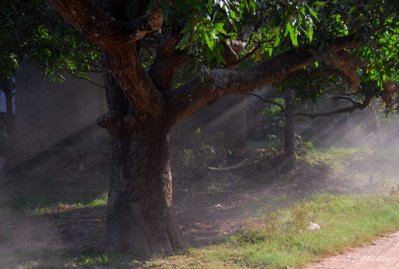 Dust and tree