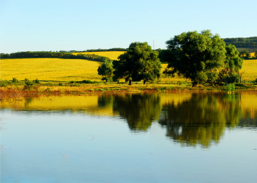 Golden Reflections