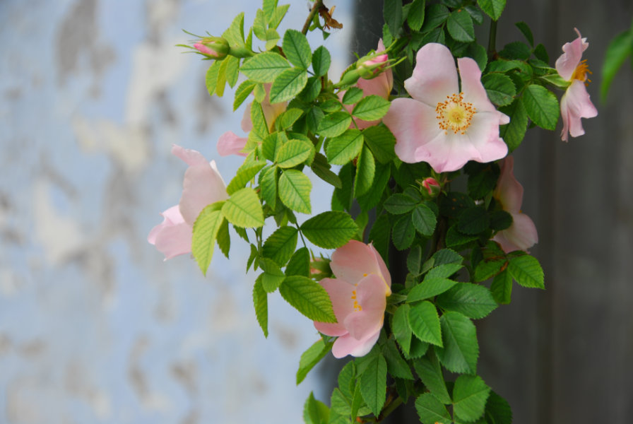 Subtle Beauty