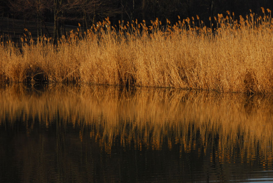 Golden Grass